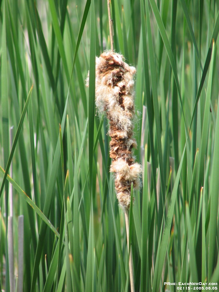 02115 - Photo expedition with Daniel - Cattail